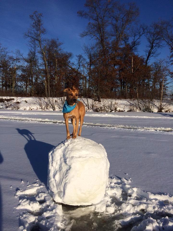 Dog standing on giant snowball - Winter in Minnesota