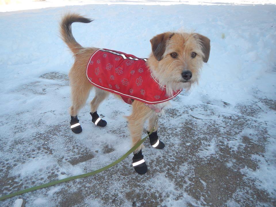 Dogs wear sweaters and boots - Winter in Minnesota
