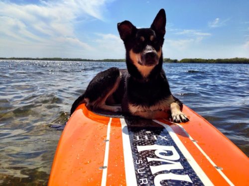 Sup Paddleboard Minneapolis with Dog
